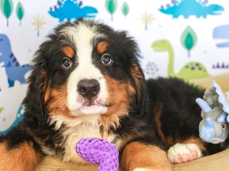 Bernese Mountain Dog