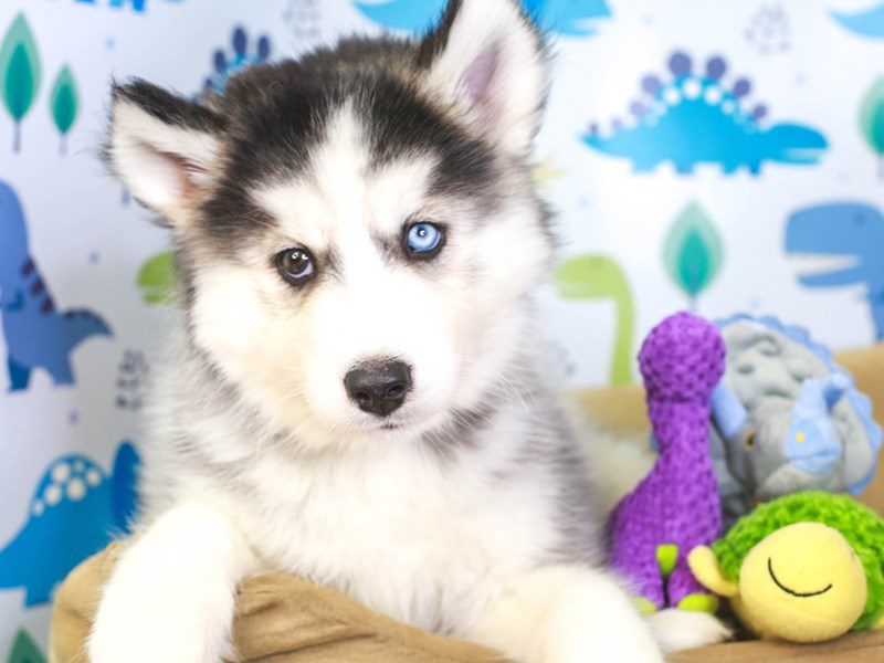 Siberian Husky-Male-b/w-3281217-Animal Kingdom | Puppies N Love