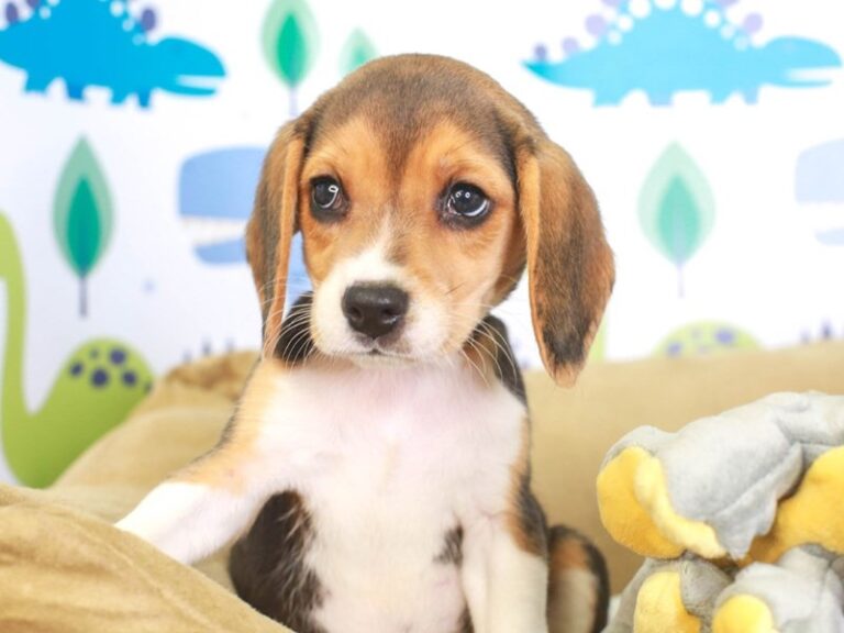 Beagle