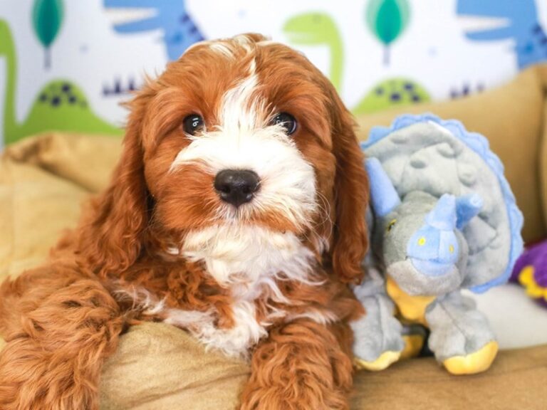 Cavapoo