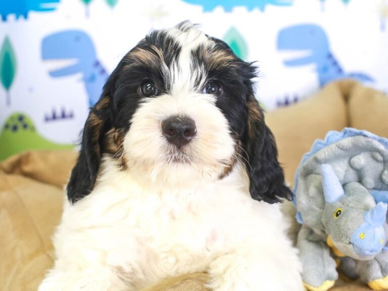 Mini Bernedoodle