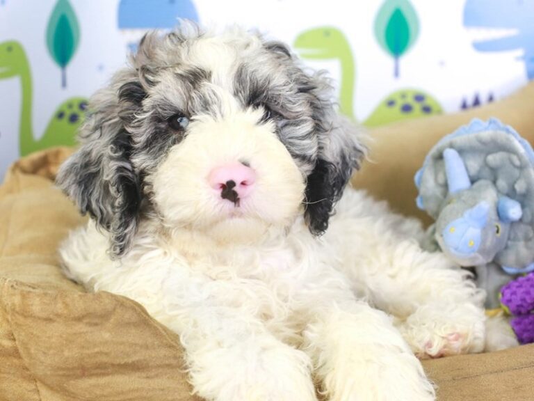 Sheepadoodle