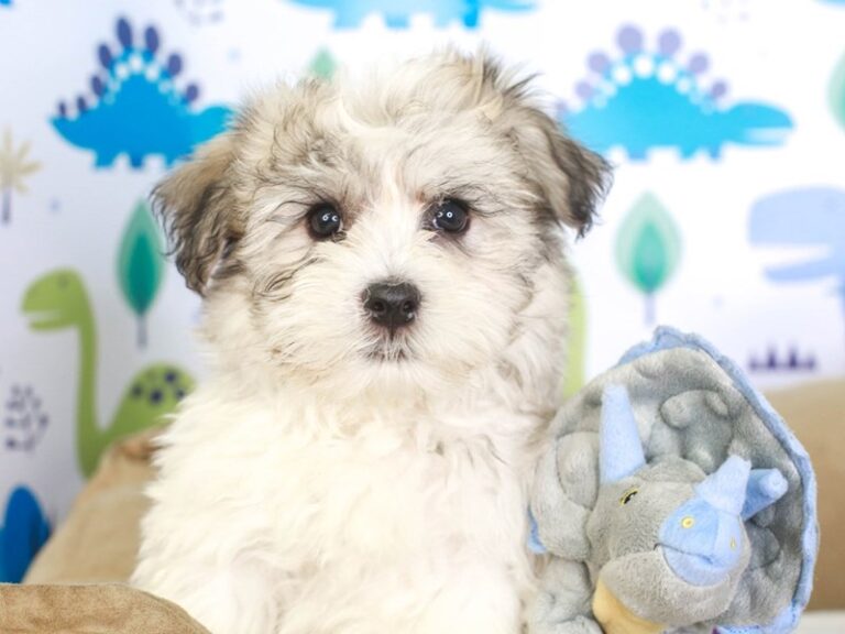Havanese