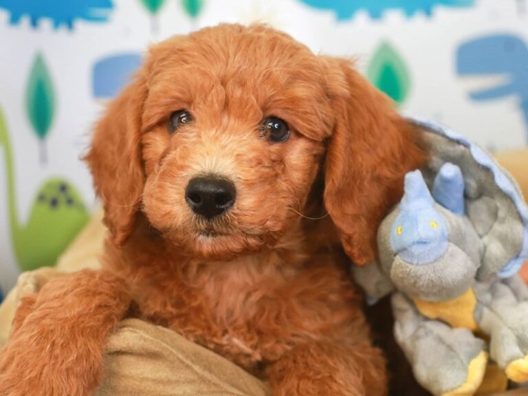 Mini Goldendoodle