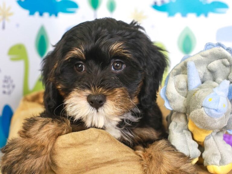 Mini Bernedoodle