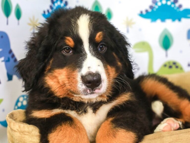 Bernese Mountain Dog