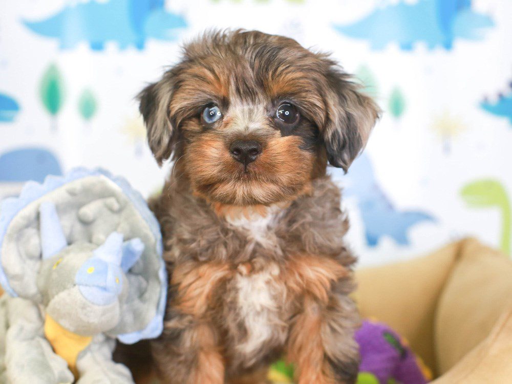 Sharrie Ogle Puppies Animal Kingdom Arizona