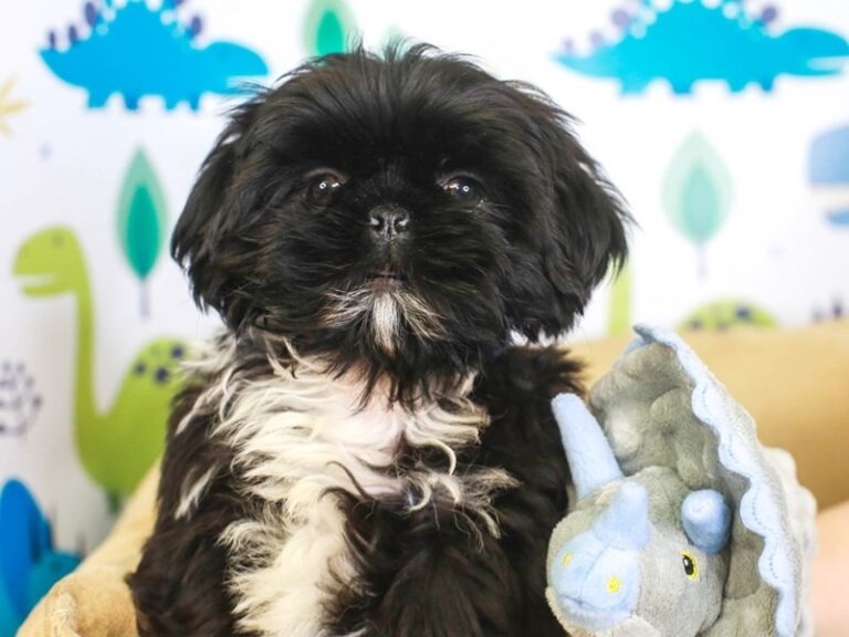 Shih Tzu