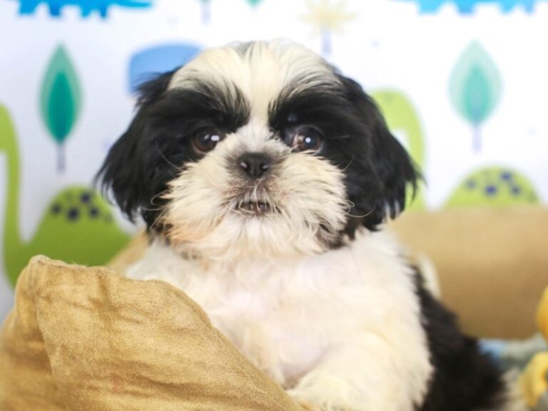 Shih Tzu