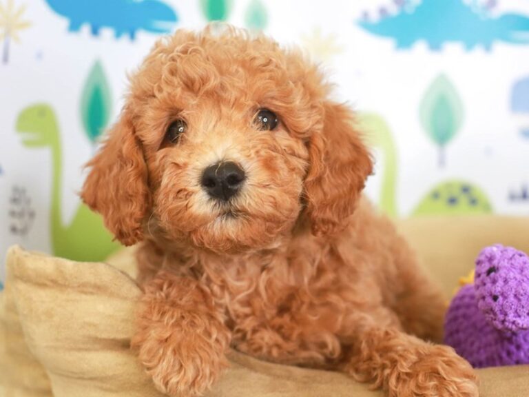Mini Goldendoodle