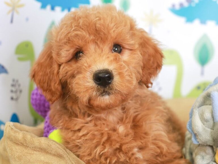 Mini Goldendoodle