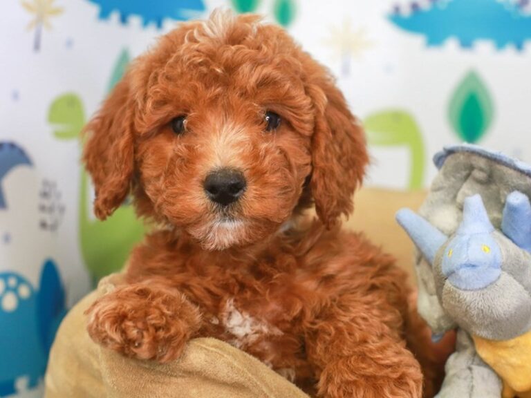Mini Goldendoodle