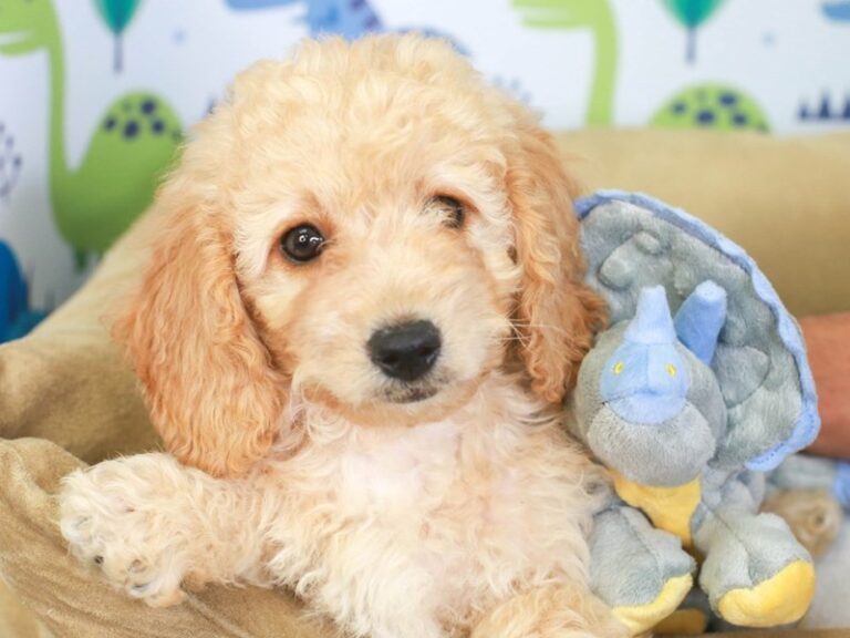 Mini Goldendoodle