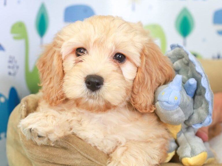 Mini Goldendoodle