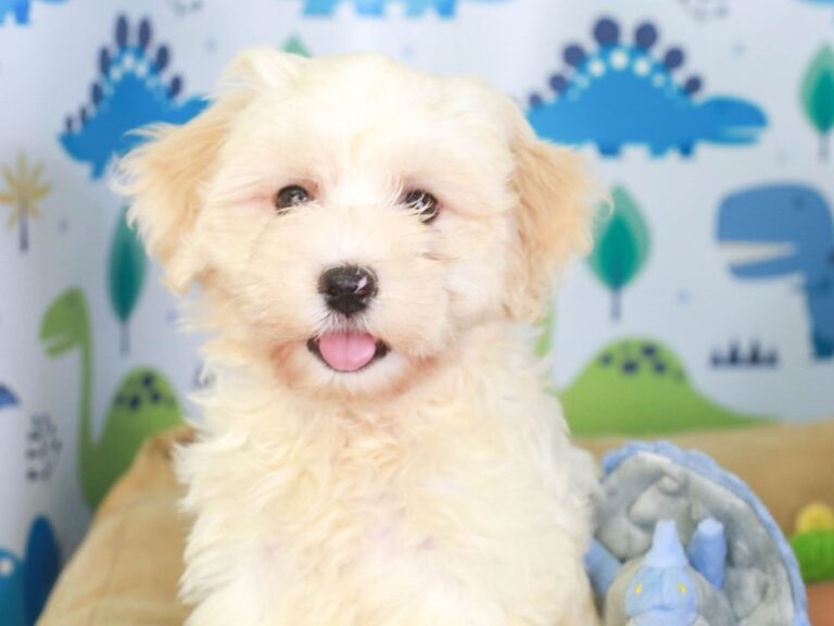 Havanese