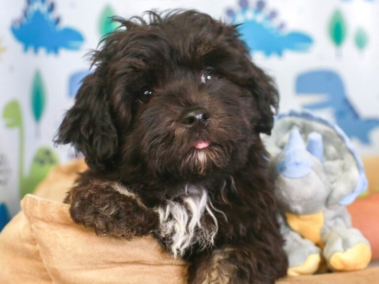 Havanese