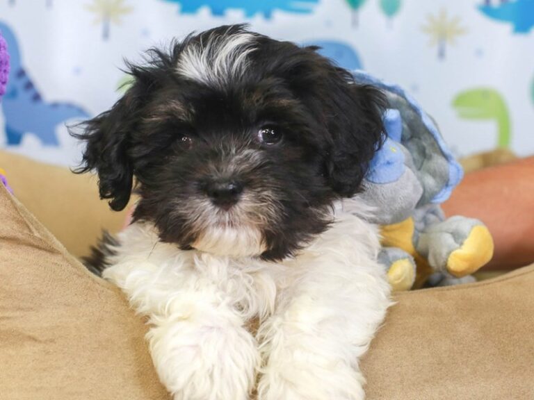 Havanese