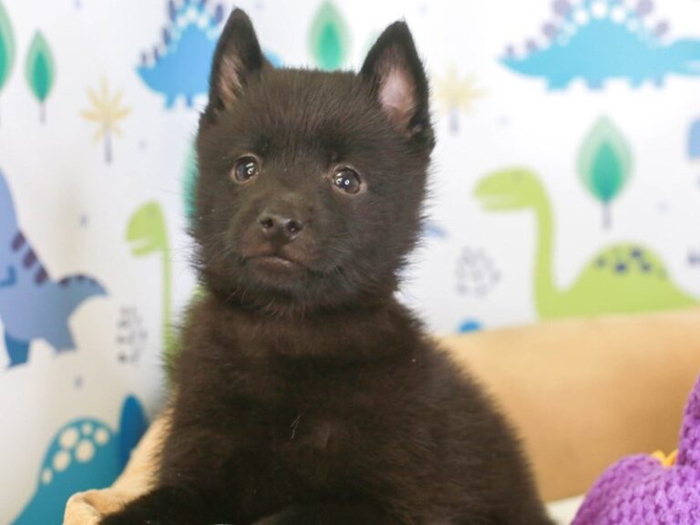 Schipperke