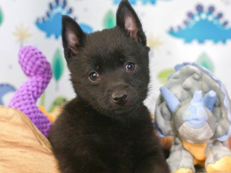 Schipperke