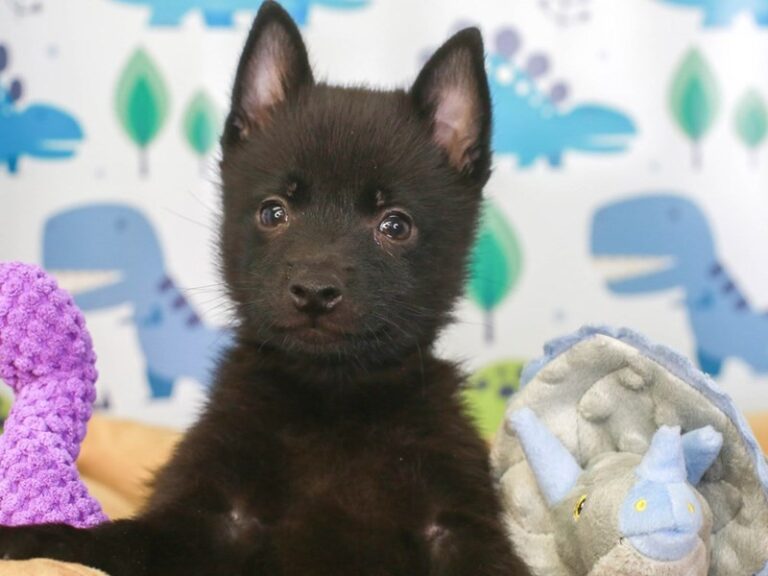 Schipperke
