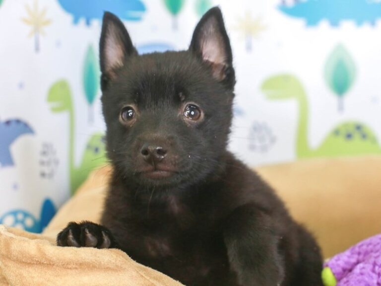 Schipperke