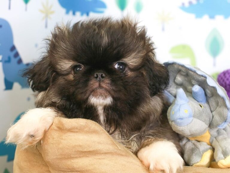 Pekingese