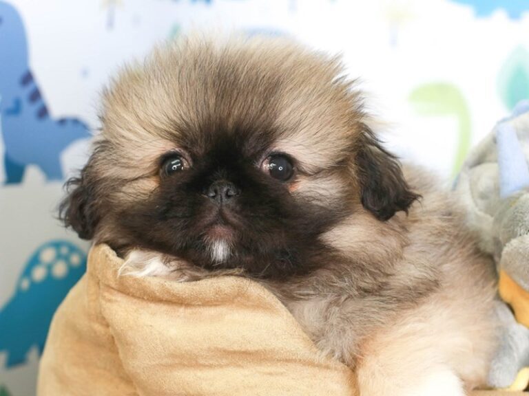 Pekingese