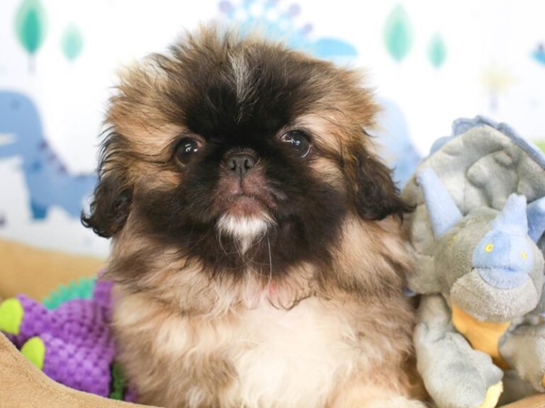 Pekingese