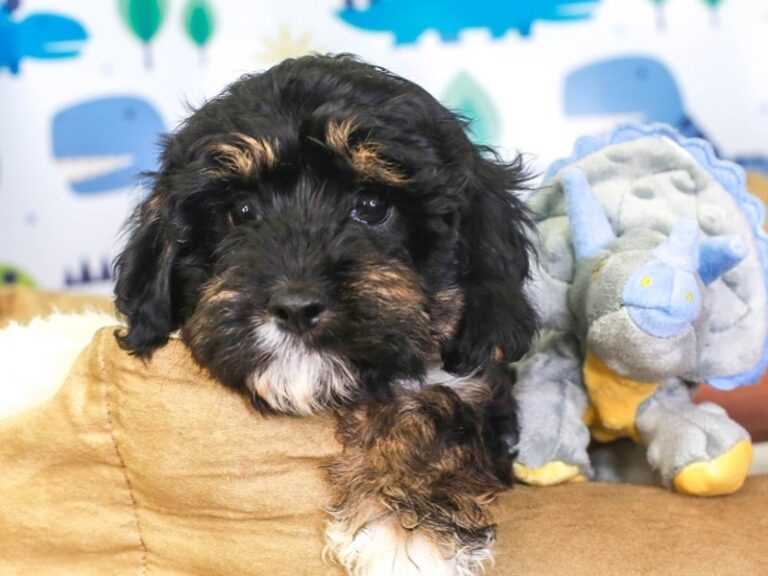 Cavapoo