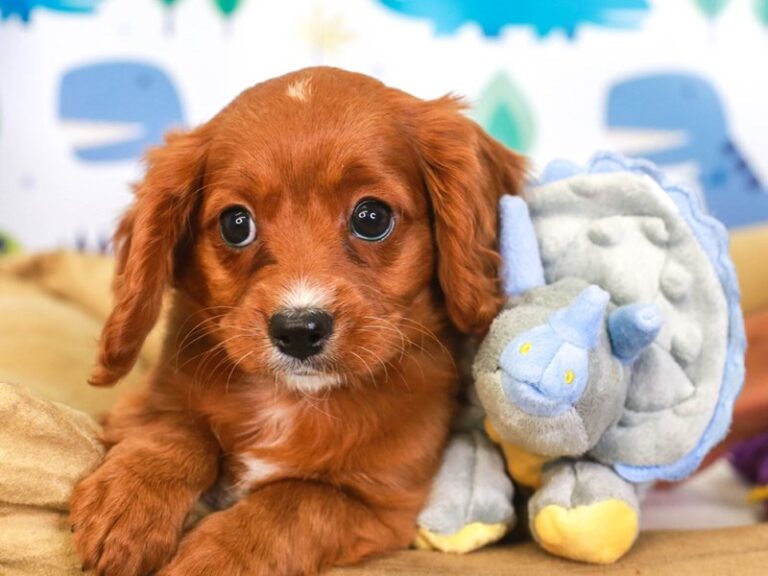 Cavapoo