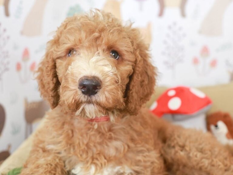 Goldendoodle