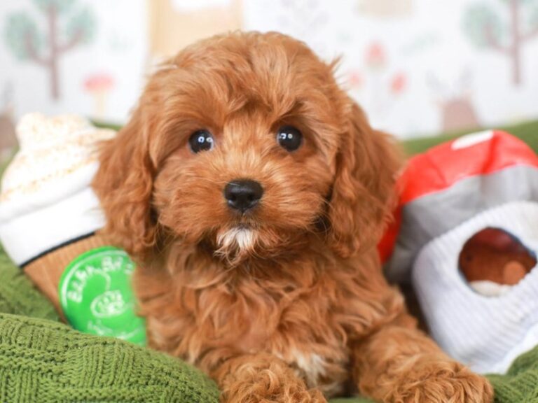 Cavapoo
