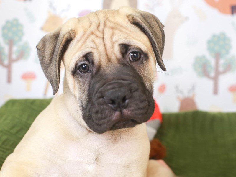 Bull Mastiff-Male-Fawn-3296116-Animal Kingdom | Puppies N Love