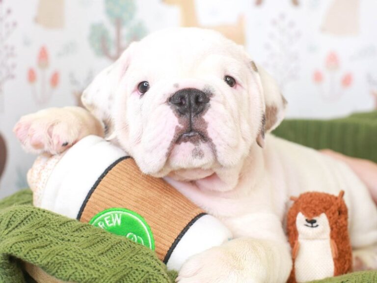 English Bulldog