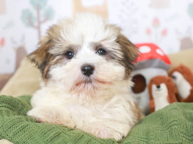 Havanese