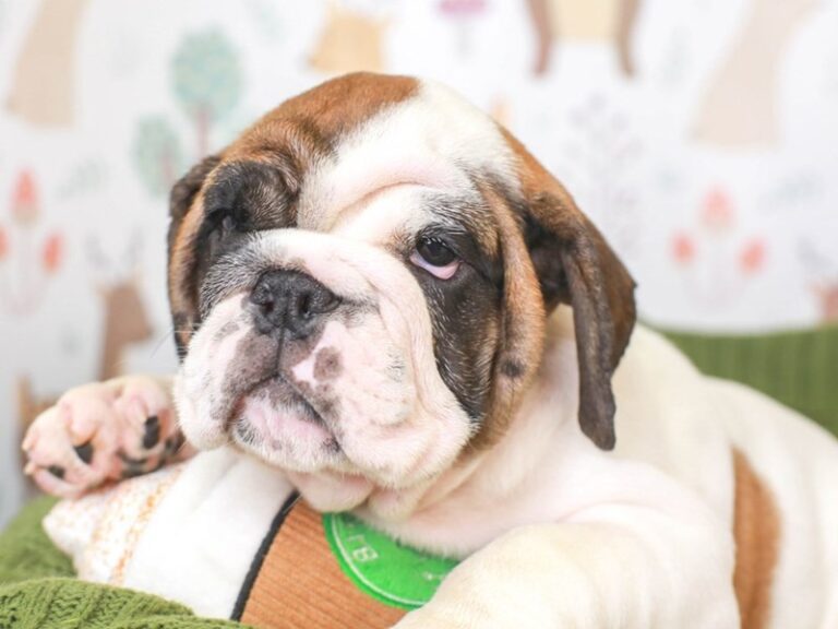 English Bulldog