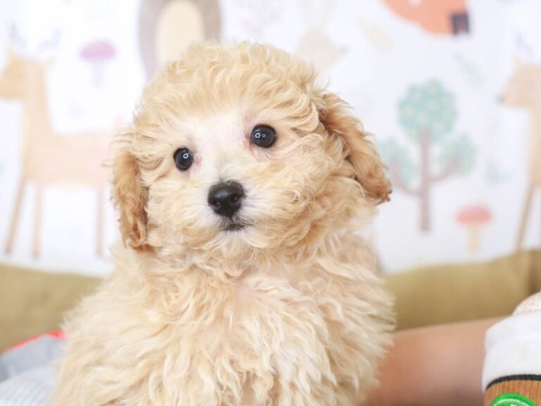 Poochon