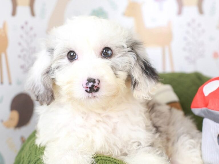 Mini Sheepadoodle