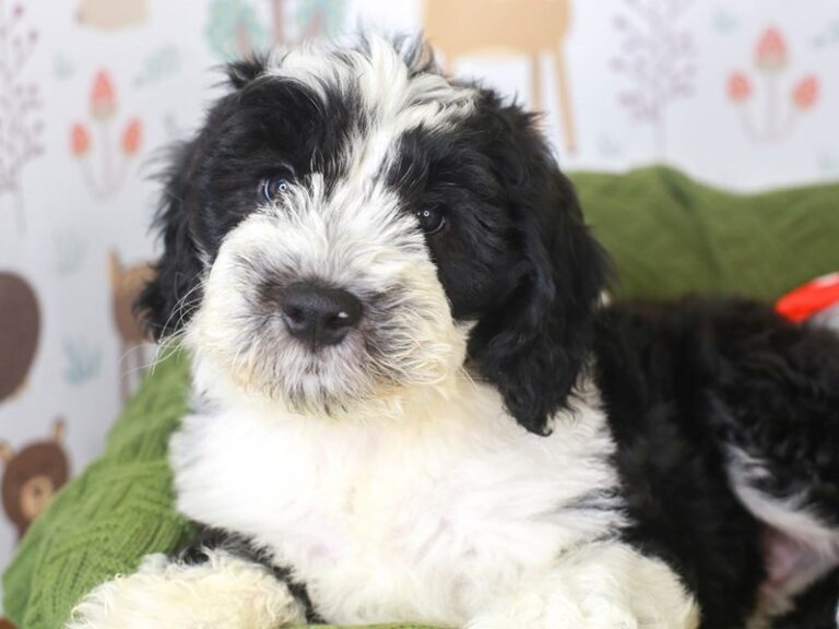 Mini Sheepadoodle