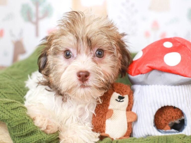 Havanese