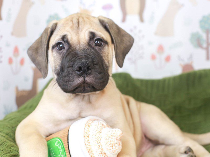 Bull Mastiff-Male-Fawn-3296115-Animal Kingdom | Puppies N Love