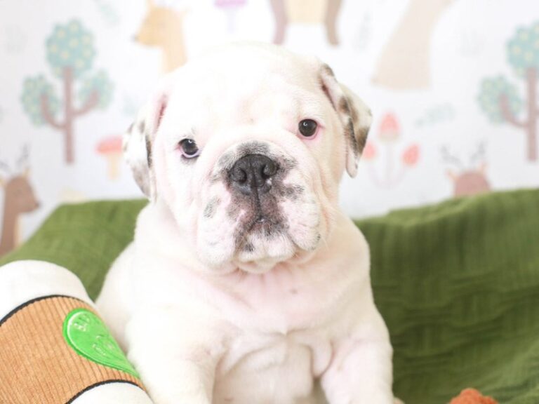 English Bulldog