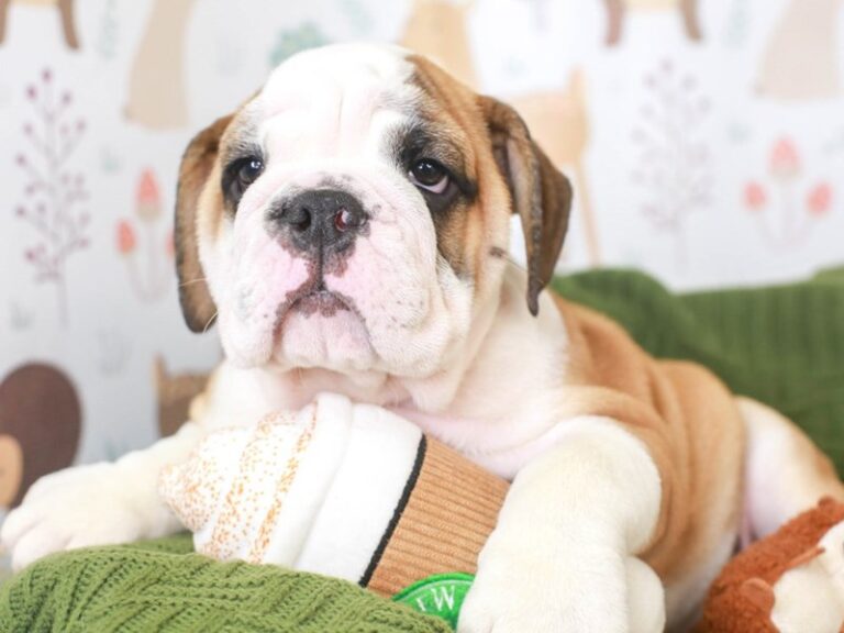 English Bulldog