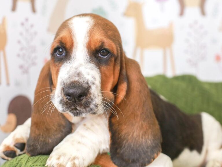 Basset Hound
