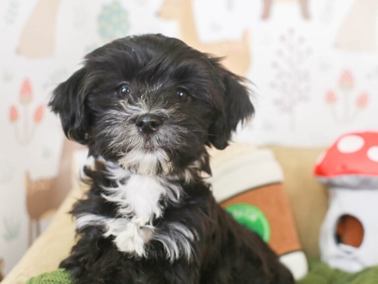 Havanese