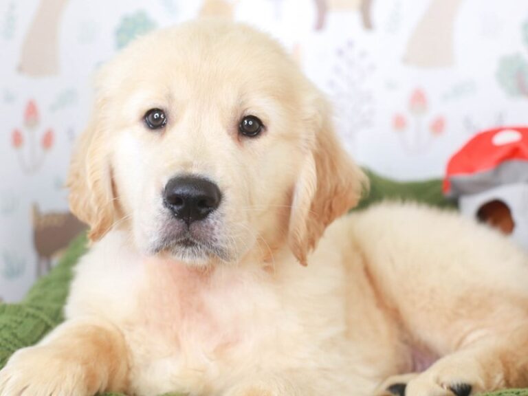 Golden Retriever