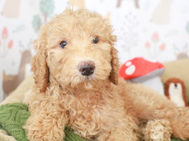 Goldendoodle