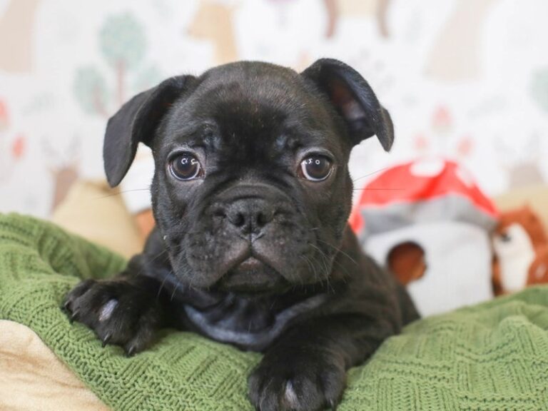 French Bulldog