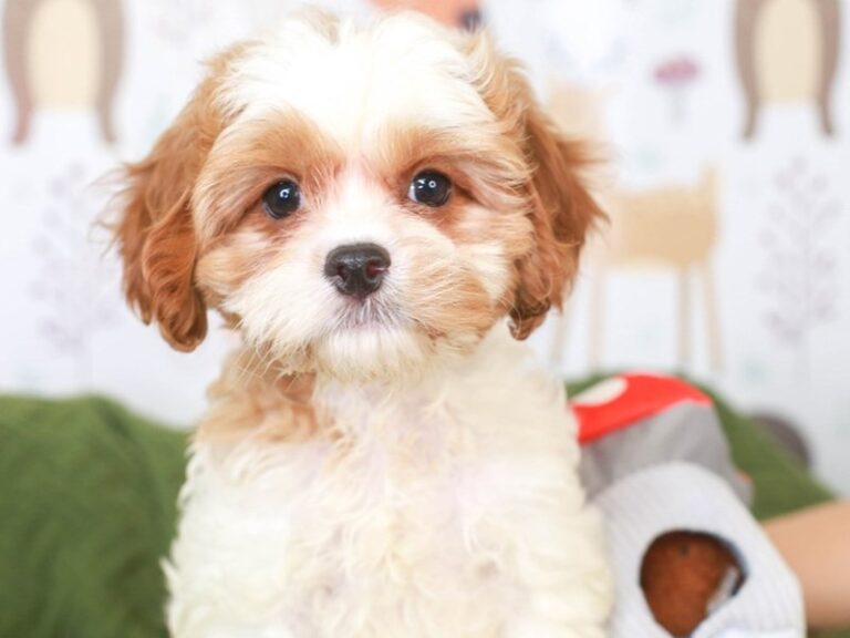 Cavapoo