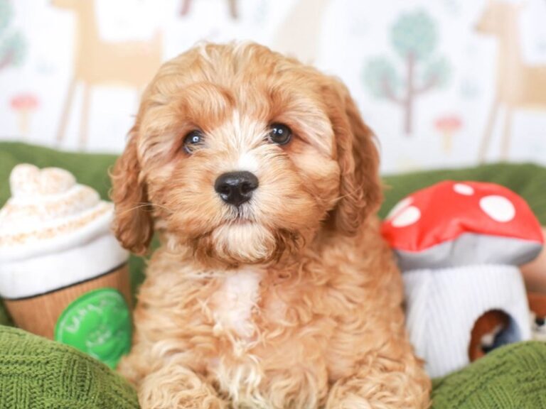 Cavapoo